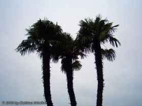 Palmen