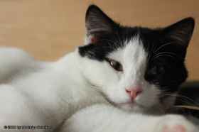 Schau mir in die Augen